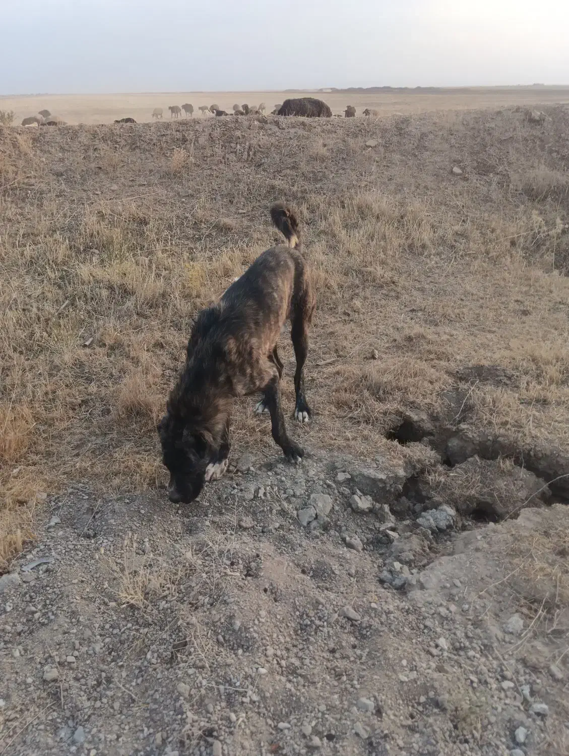 سگ گمشده|سگ|رزن, |دیوار