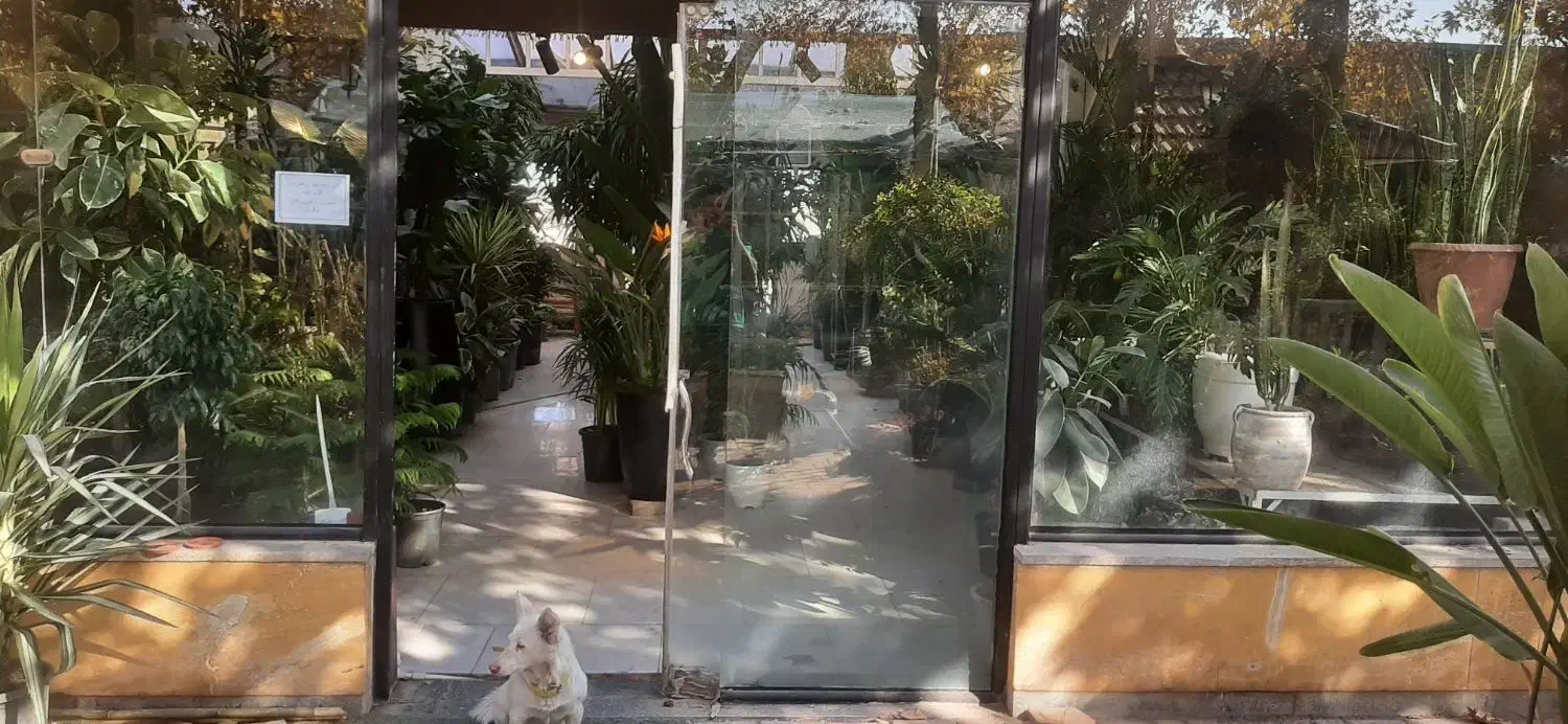 گل گیاه|گل و گیاه طبیعی|مشهد, شهرک صنعتی توس|دیوار