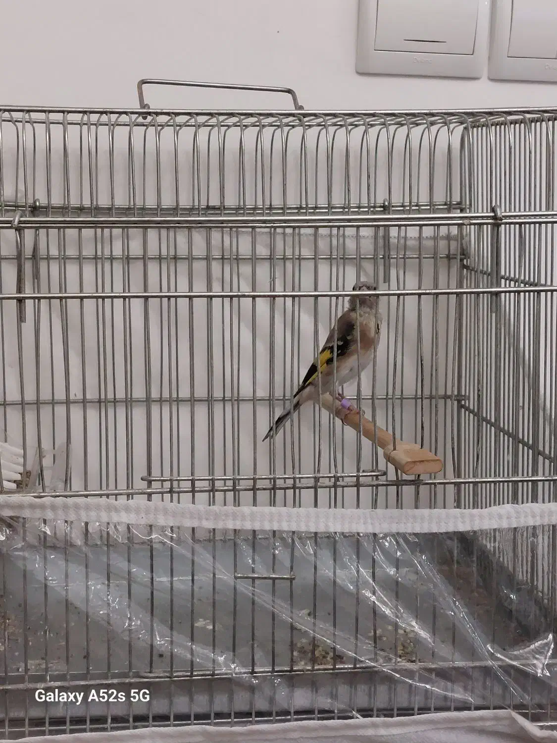 سهره|پرنده|تبریز, |دیوار