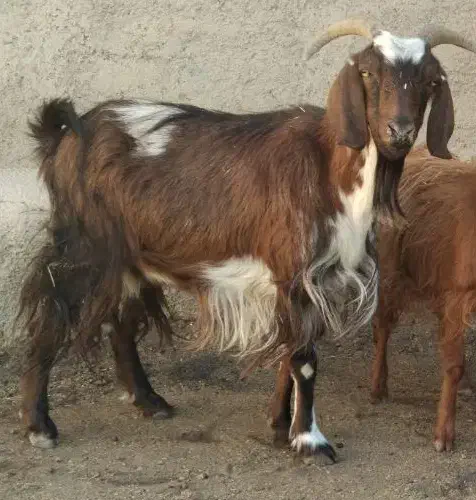 یه بز بالغ برای کشتار قیمت ۷ تومن|حیوانات مزرعه|فامنین, |دیوار