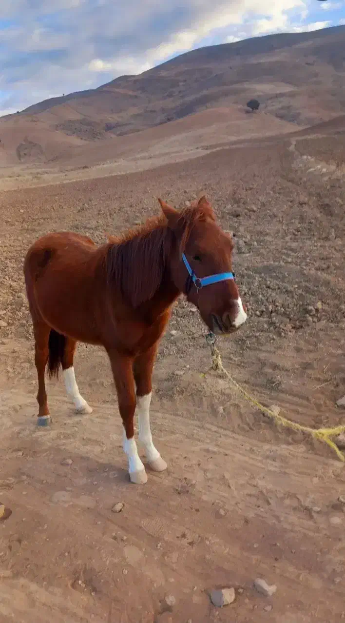 کره‌اسب‌نر|اسب و تجهیزات اسب‌سواری|بجنورد, |دیوار