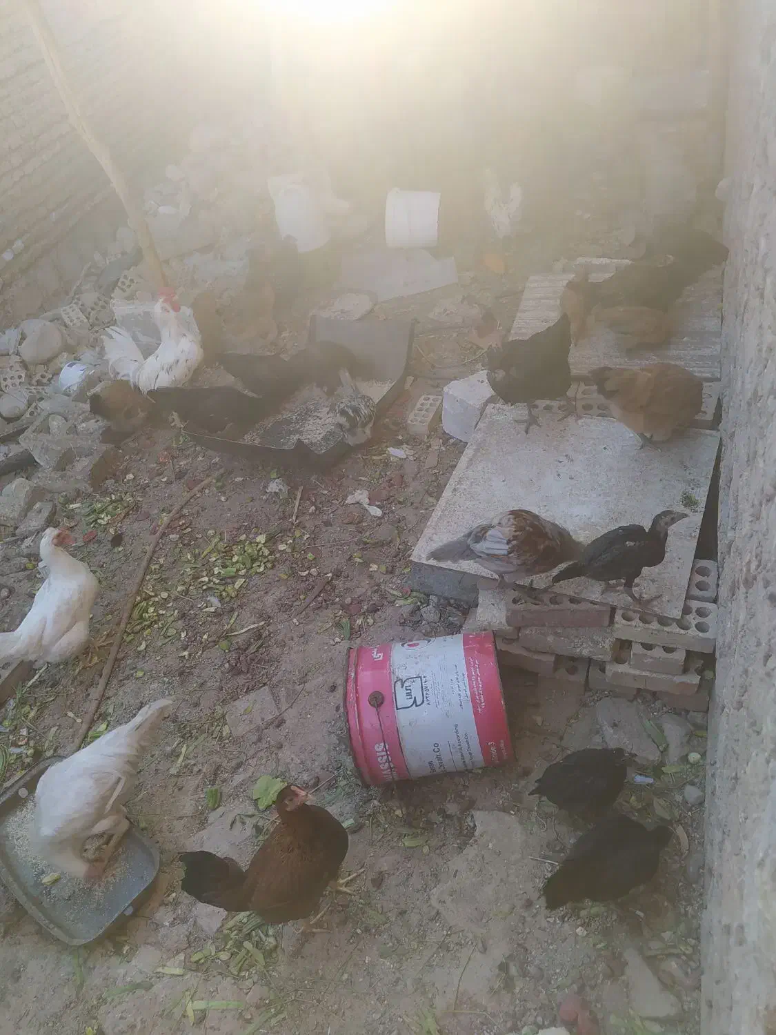 مرغ و خروس جوجه|حیوانات مزرعه|اندیمشک, |دیوار