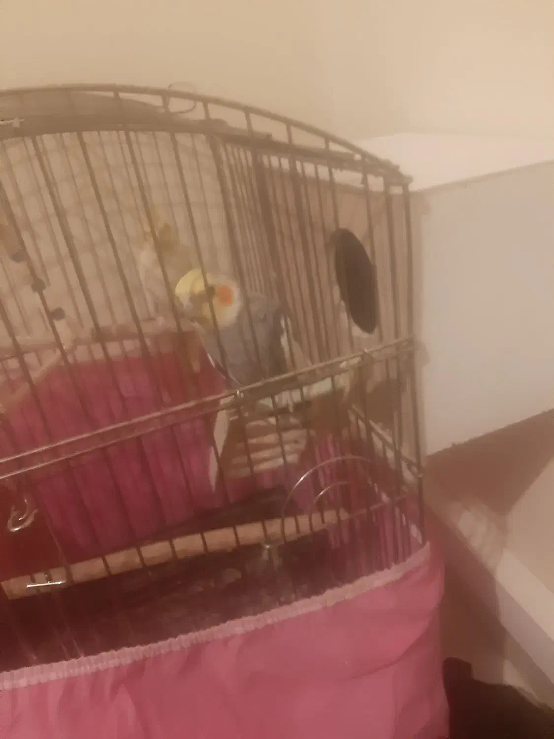 پرنده عروس هلندی مولد|پرنده|پرند, فاز ۶|دیوار