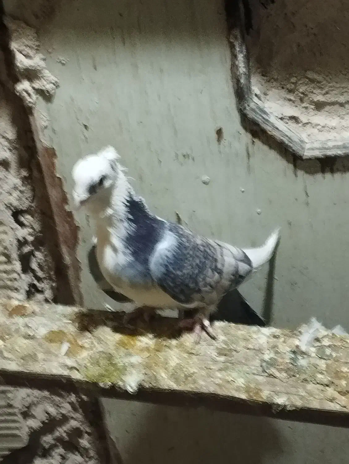 طوقی|پرنده|مهریز, |دیوار