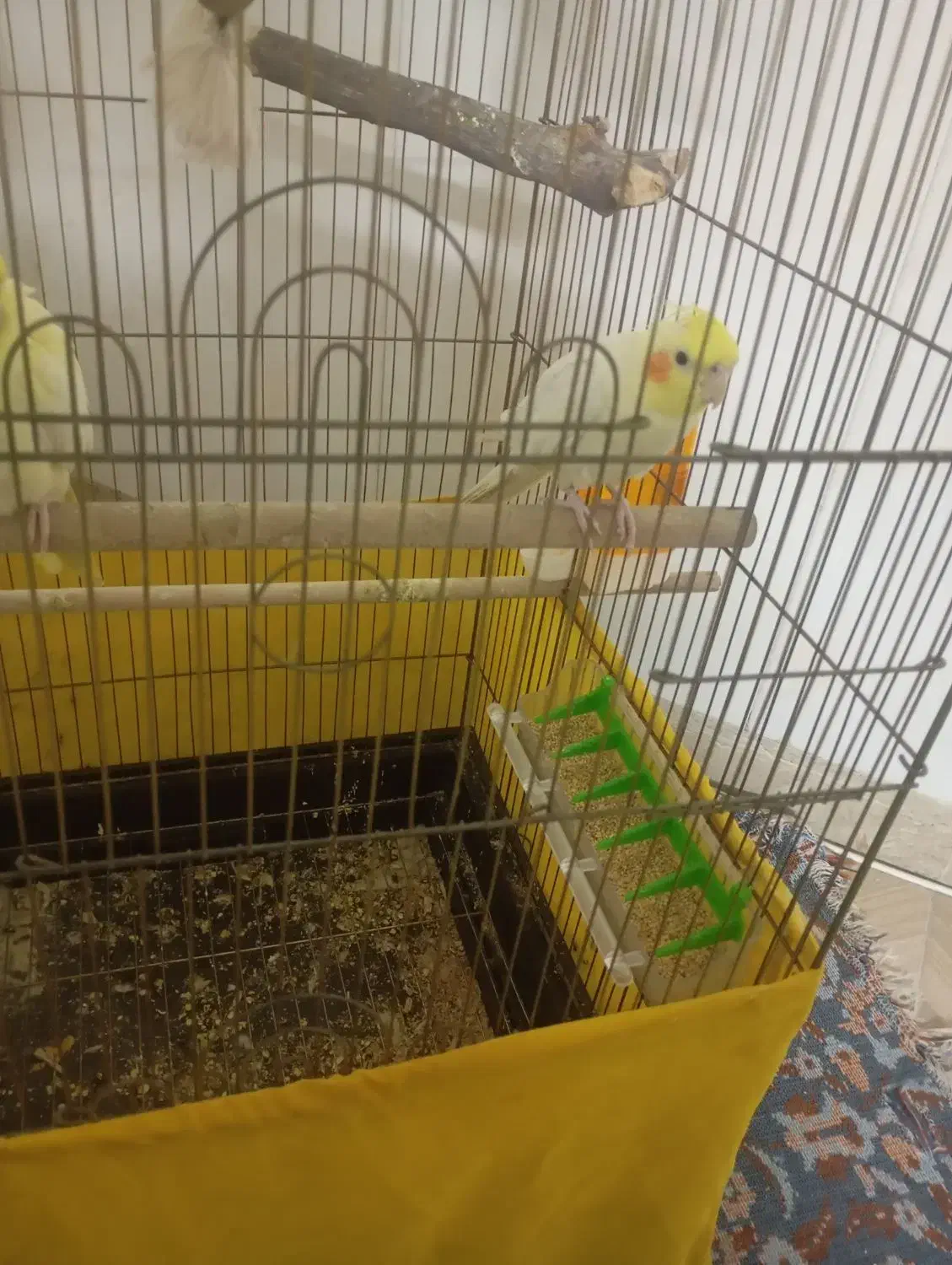 عروس هلندی جفت دستی لوتینو زعفرونی|پرنده|پاکدشت, پاکدشت (مامازند)|دیوار