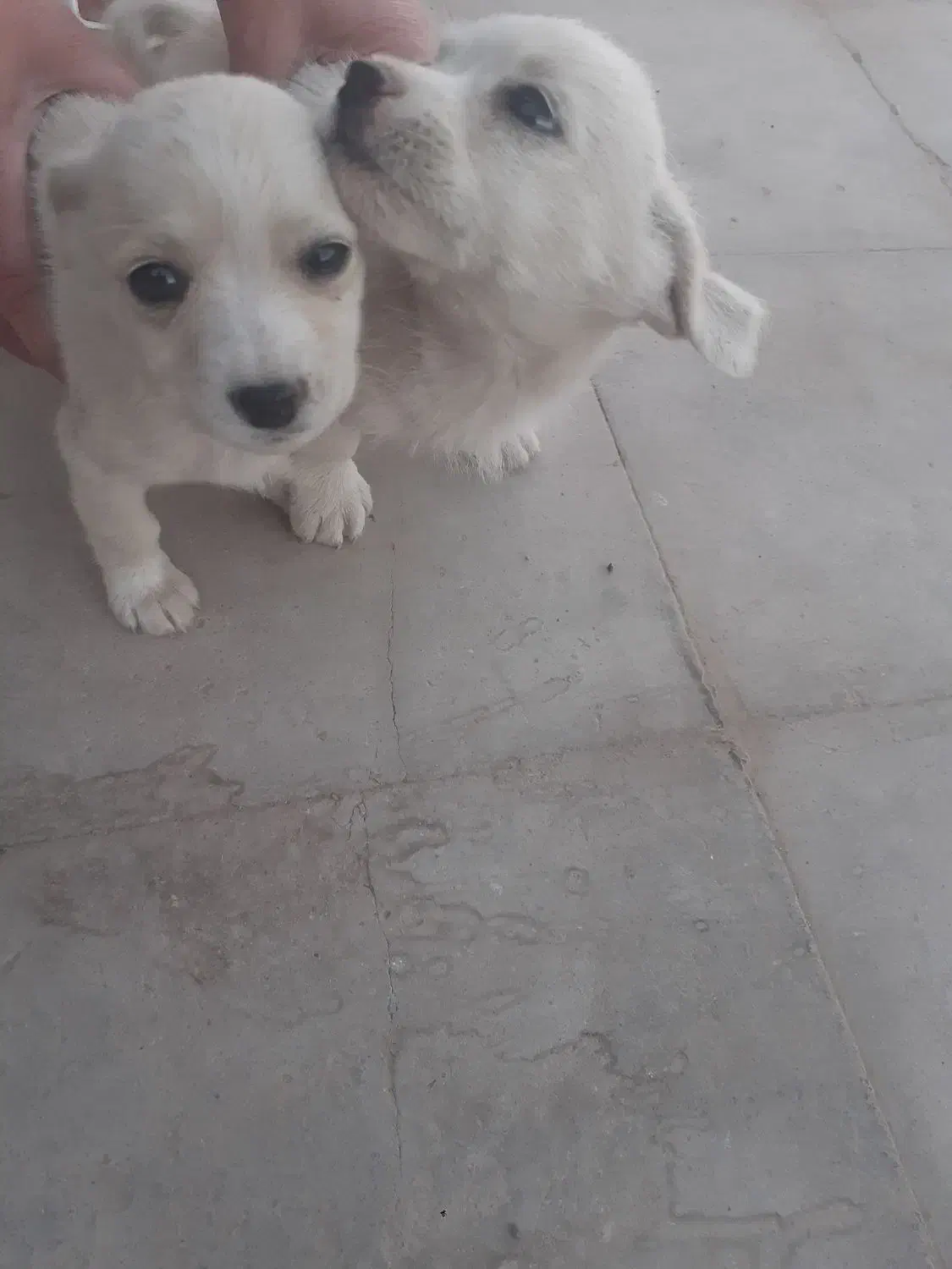 ۲عددتوله پامراشپیتز|سگ|رفسنجان, |دیوار