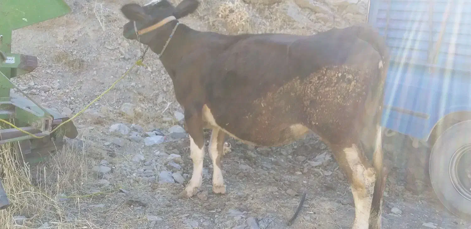 گاو‌اول‌شکم|حیوانات مزرعه|سروآباد, |دیوار