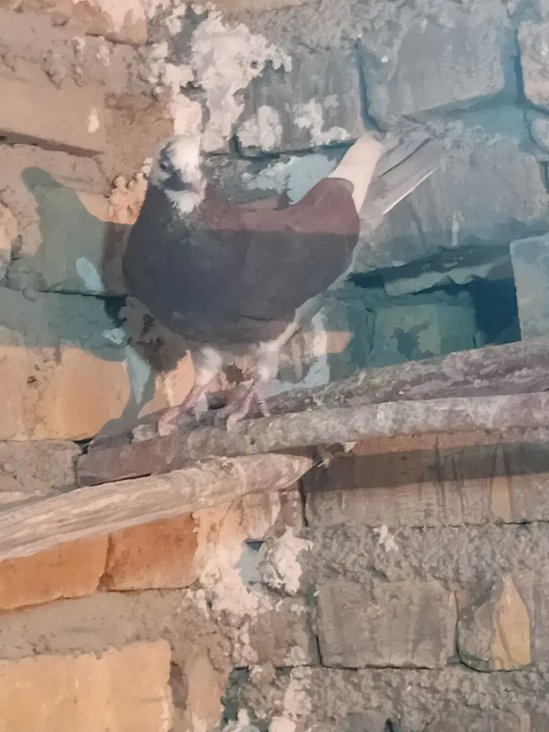 کفتر|حیوانات مزرعه|جوادآباد, |دیوار