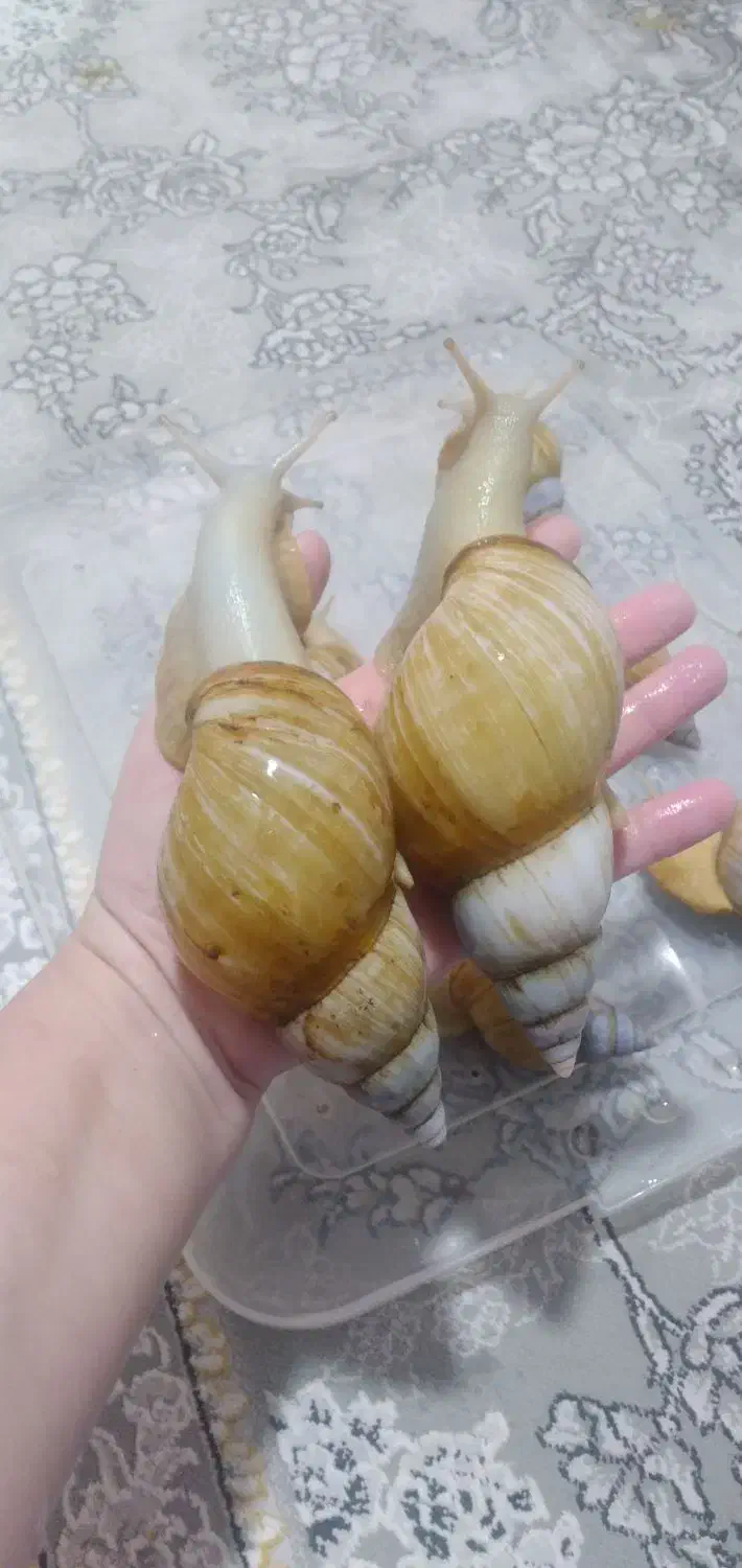 حلزون کلاژن ساز|خزنده|فشاپویه, |دیوار