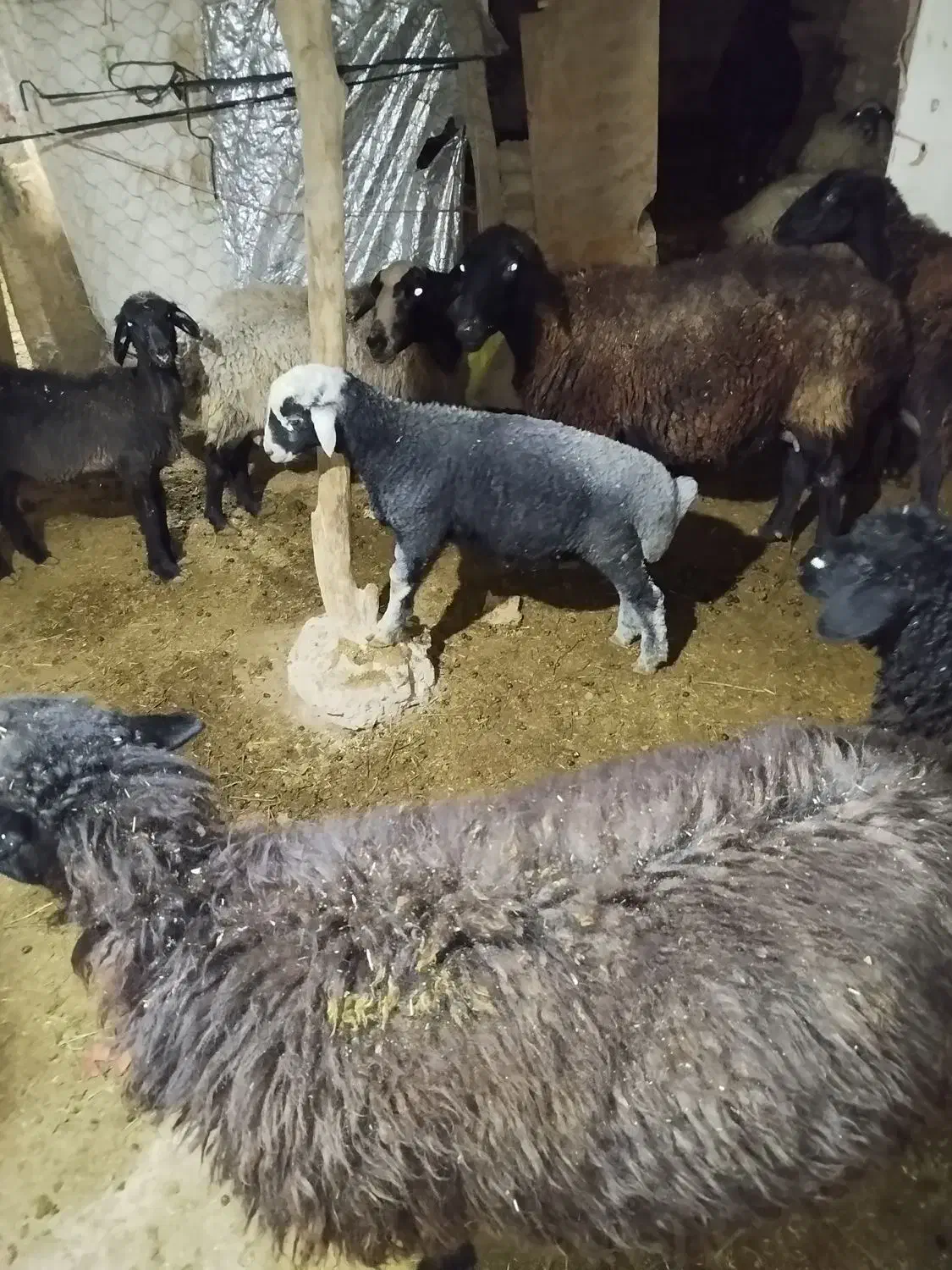 گوسفند زنده|حیوانات مزرعه|ساوه, |دیوار