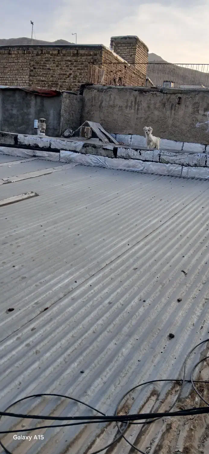 سگ پاکوتاه|سگ|اراک, |دیوار