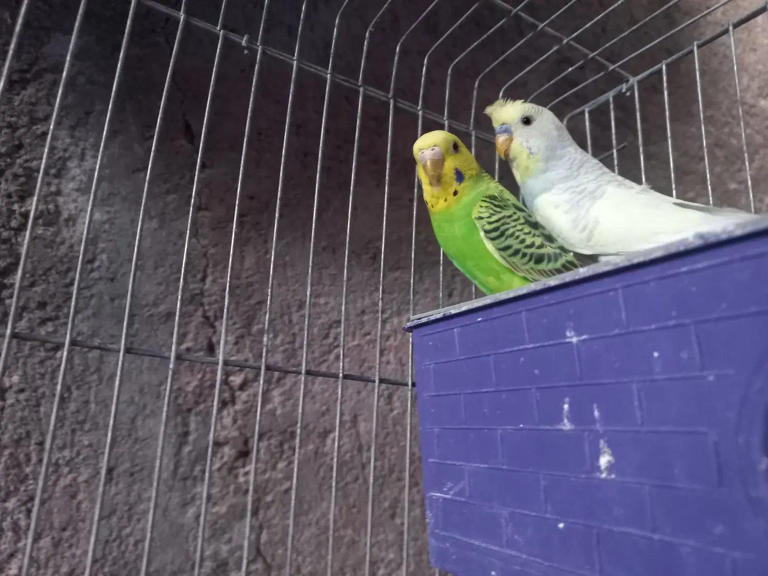 مرغ عشق|پرنده|بندر کنگان, |دیوار