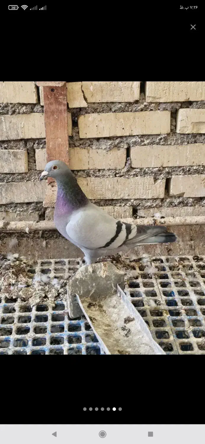 کبوتر پلاکی|حیوانات|شوشتر, |دیوار