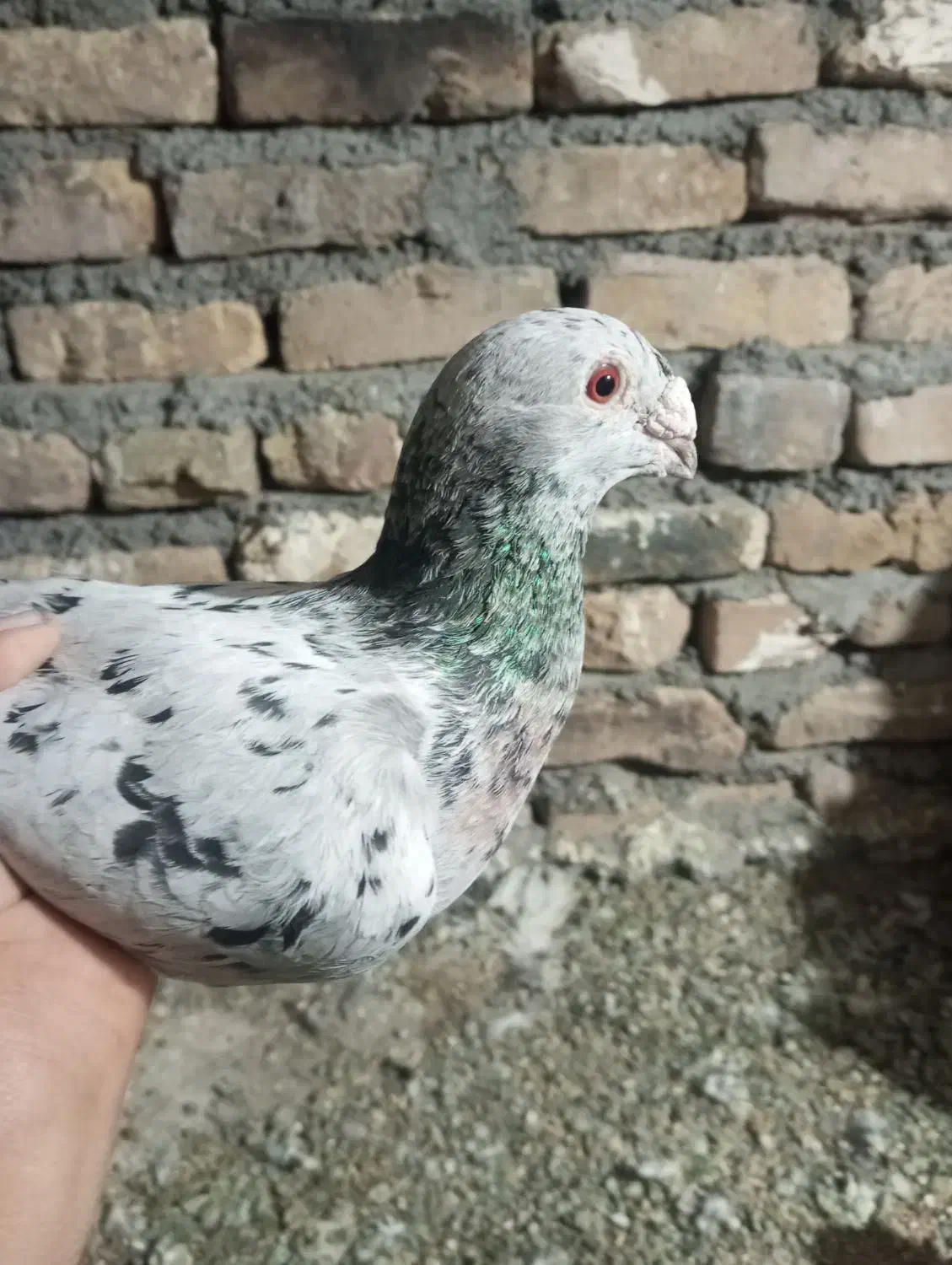 سار|پرنده|تربت‌حیدریه, باغ سلطانی|دیوار
