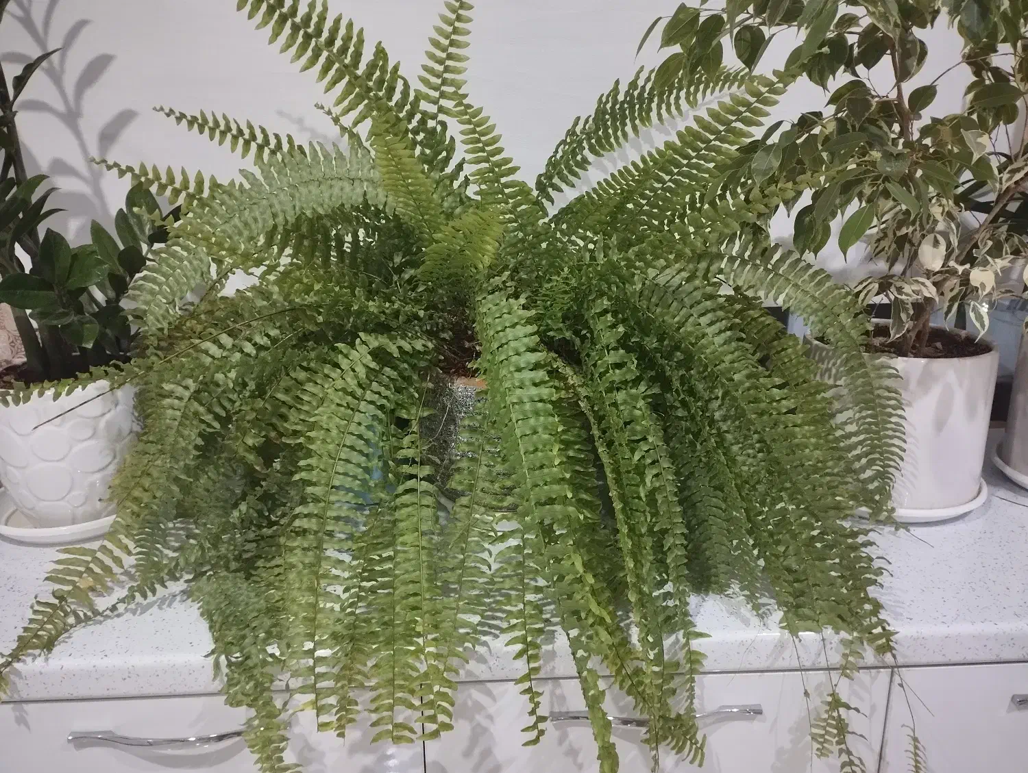 گل سرخس|گل و گیاه طبیعی|اسدآباد, |دیوار