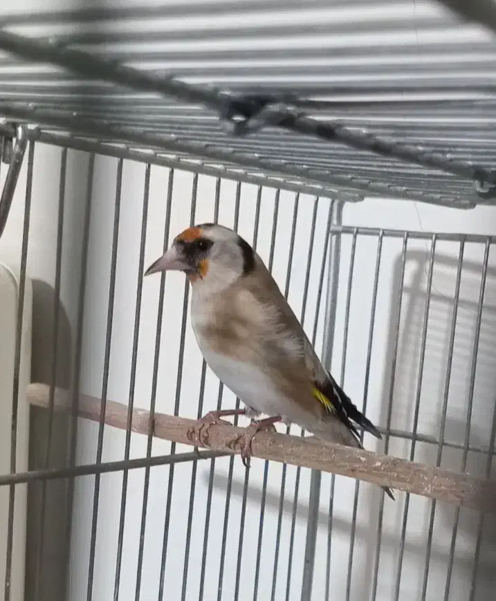 سهره ماده...مست و جوجه سهره|پرنده|ری, شهرک نظامی|دیوار