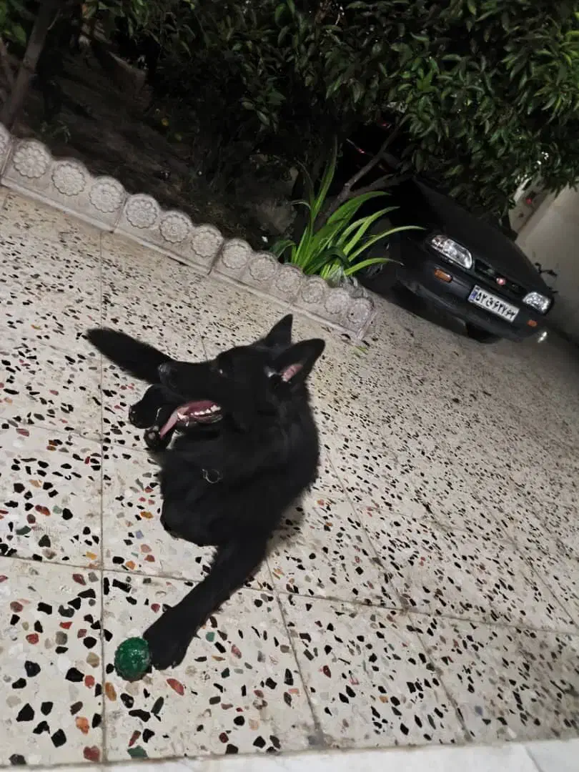 سگ ژرمن شپرد بلک|سگ|ساری, |دیوار