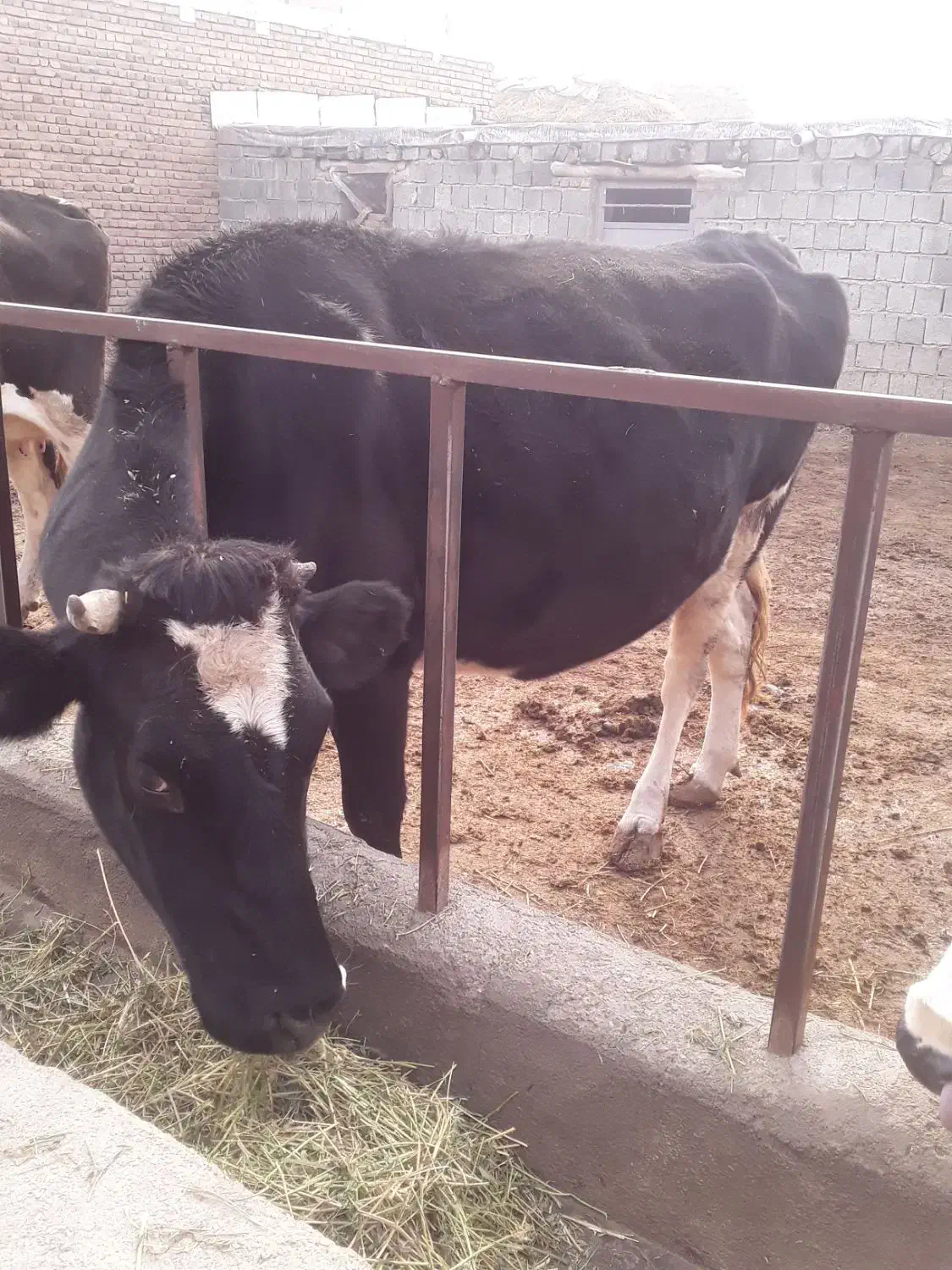 گاو|حیوانات مزرعه|انزل, |دیوار