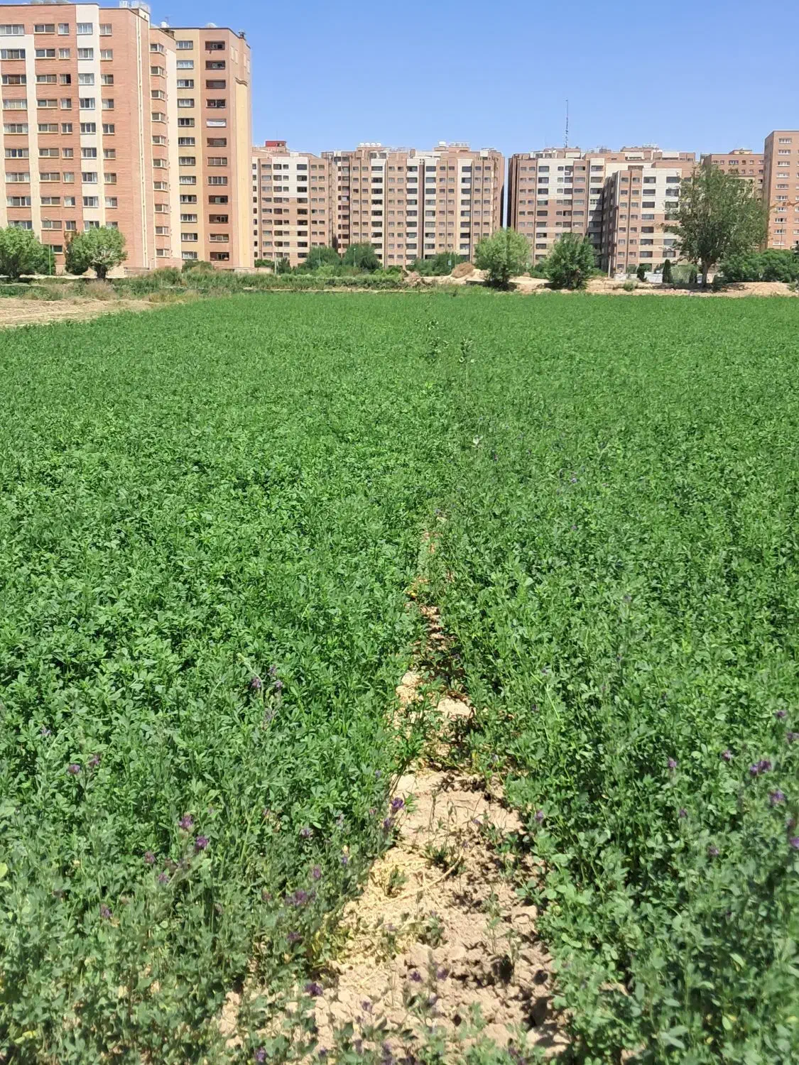 فروش زمین کشاورزی دارای مادر سندمناسب باغ ومسکونی|فروش زمین و ملک کلنگی|اصفهان, اطشاران|دیوار