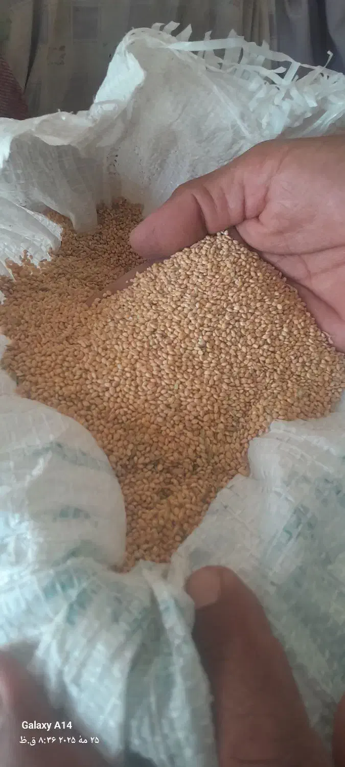 ارزن|لوازم جانبی حیوانات|طبس, |دیوار