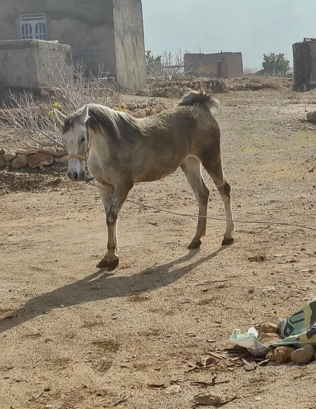 فروش اسب مادیون|اسب و تجهیزات اسبسواری|شیراز, لاله|دیوار