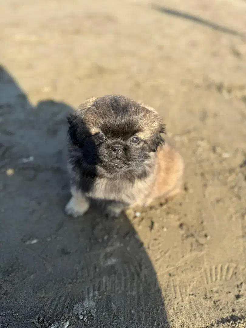 سگ پشمالو کوچولو نازنازی|سگ|گرگان, |دیوار