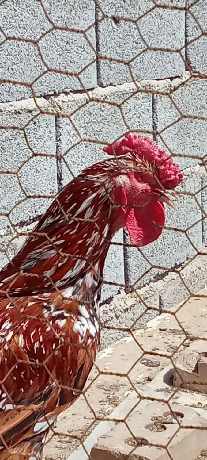 تخم مرغ نطفه دار محلی|حیوانات مزرعه|تبریز, |دیوار