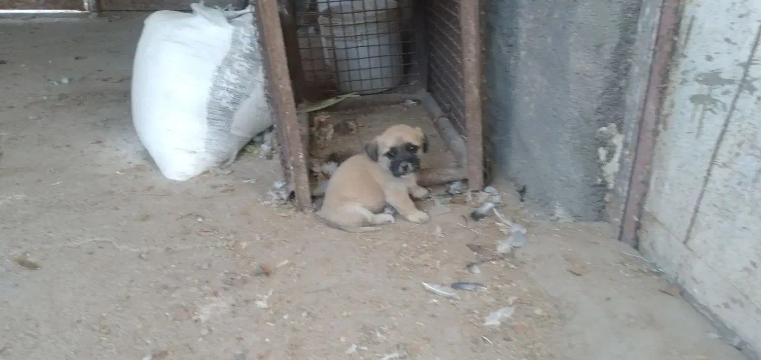 توله شتیزو|سگ|تربت جام, معدآباد|دیوار