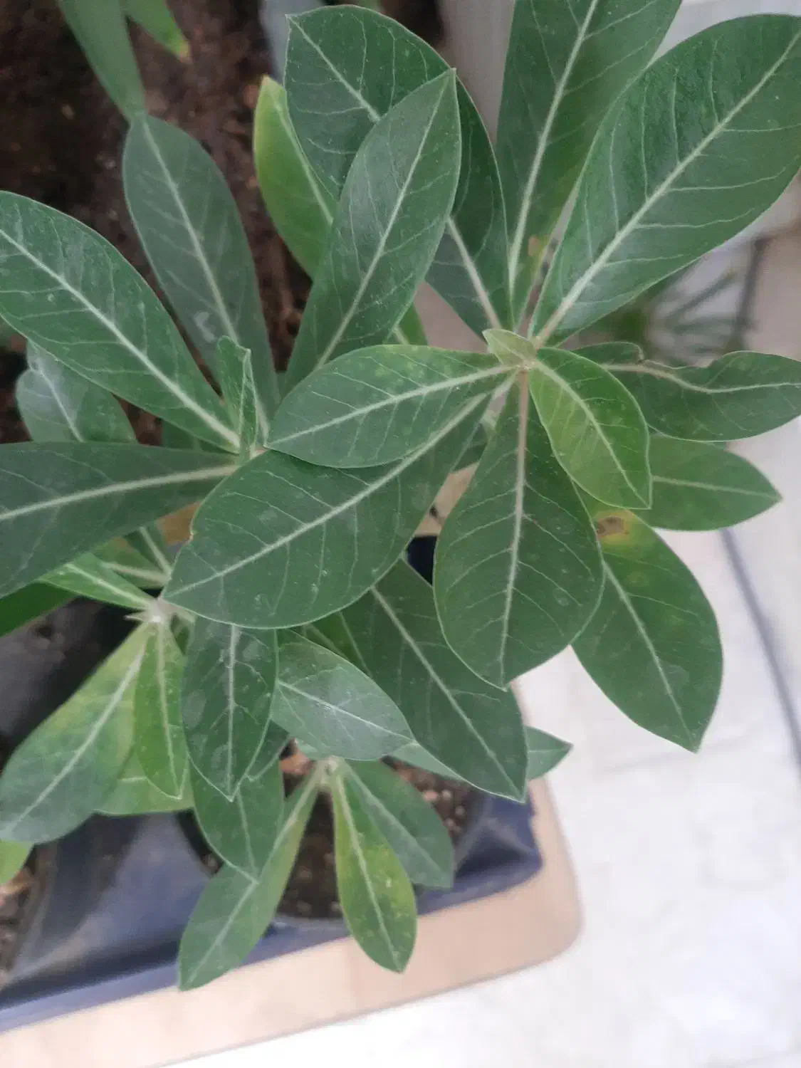 همه گل ها سرحال وشاد هستند|گل و گیاه طبیعی|آبیک, |دیوار