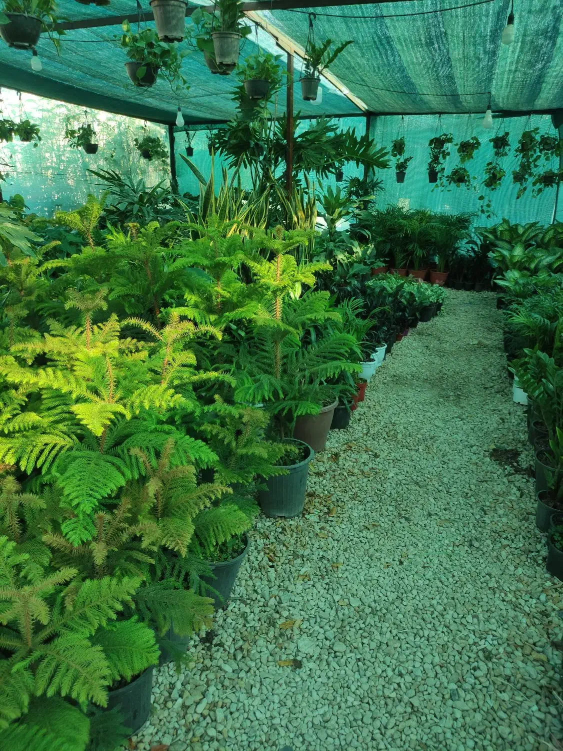 فروش گل گیاه|گل و گیاه طبیعی|بندر کنگان, |دیوار