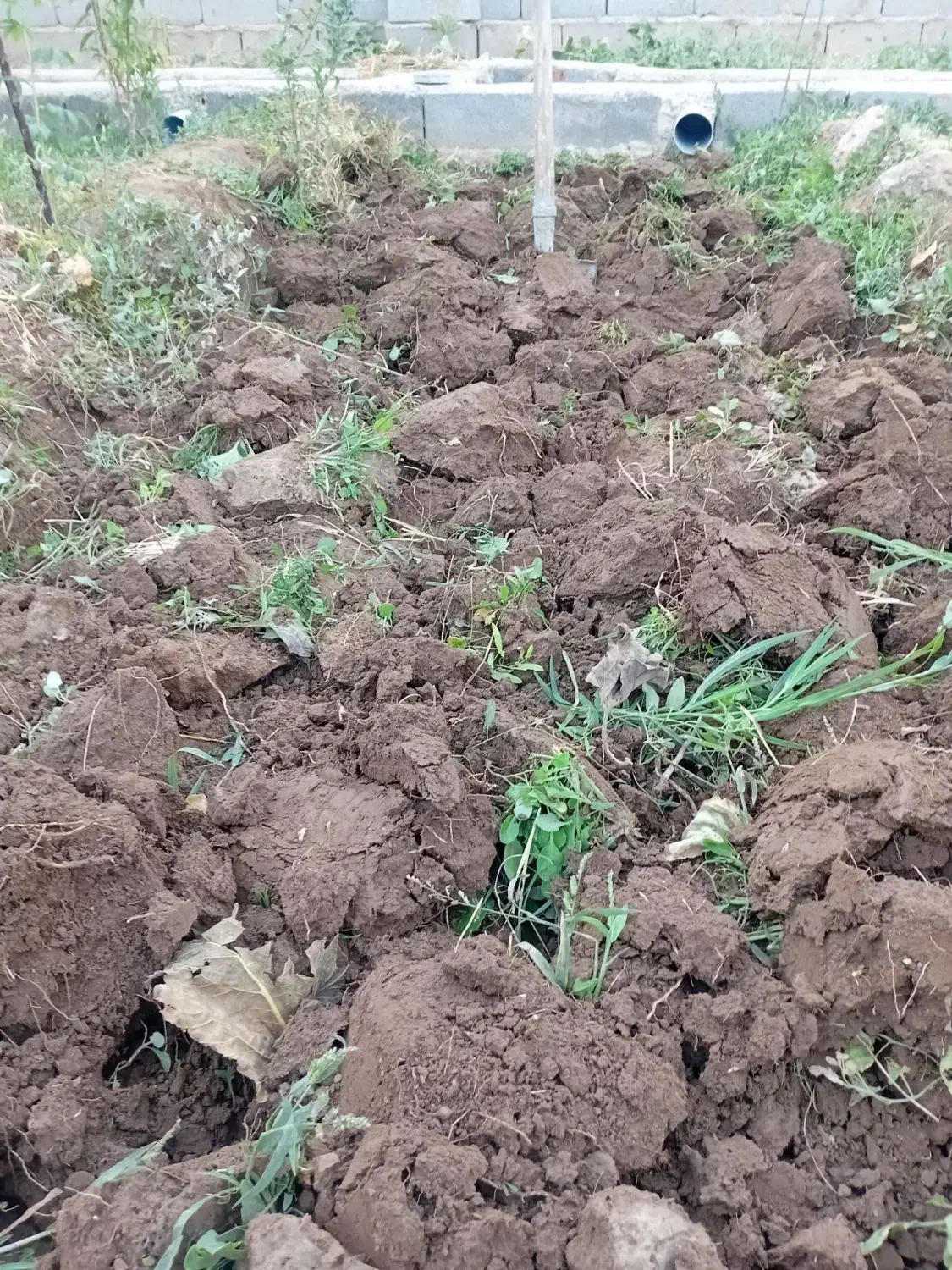 باغبان|خدمات باغبانی و درختکاری|تبریز, |دیوار