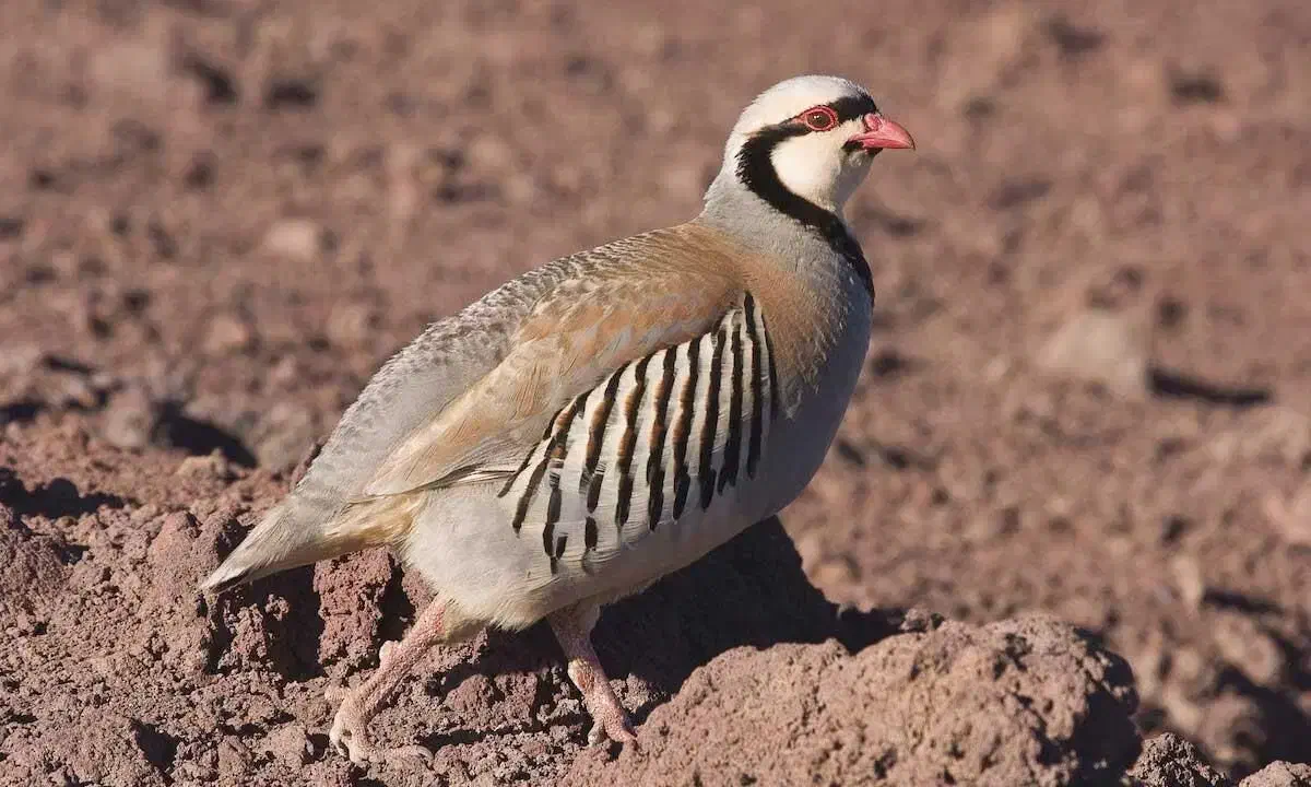 بلدرچین|پرنده|بیرجند, |دیوار