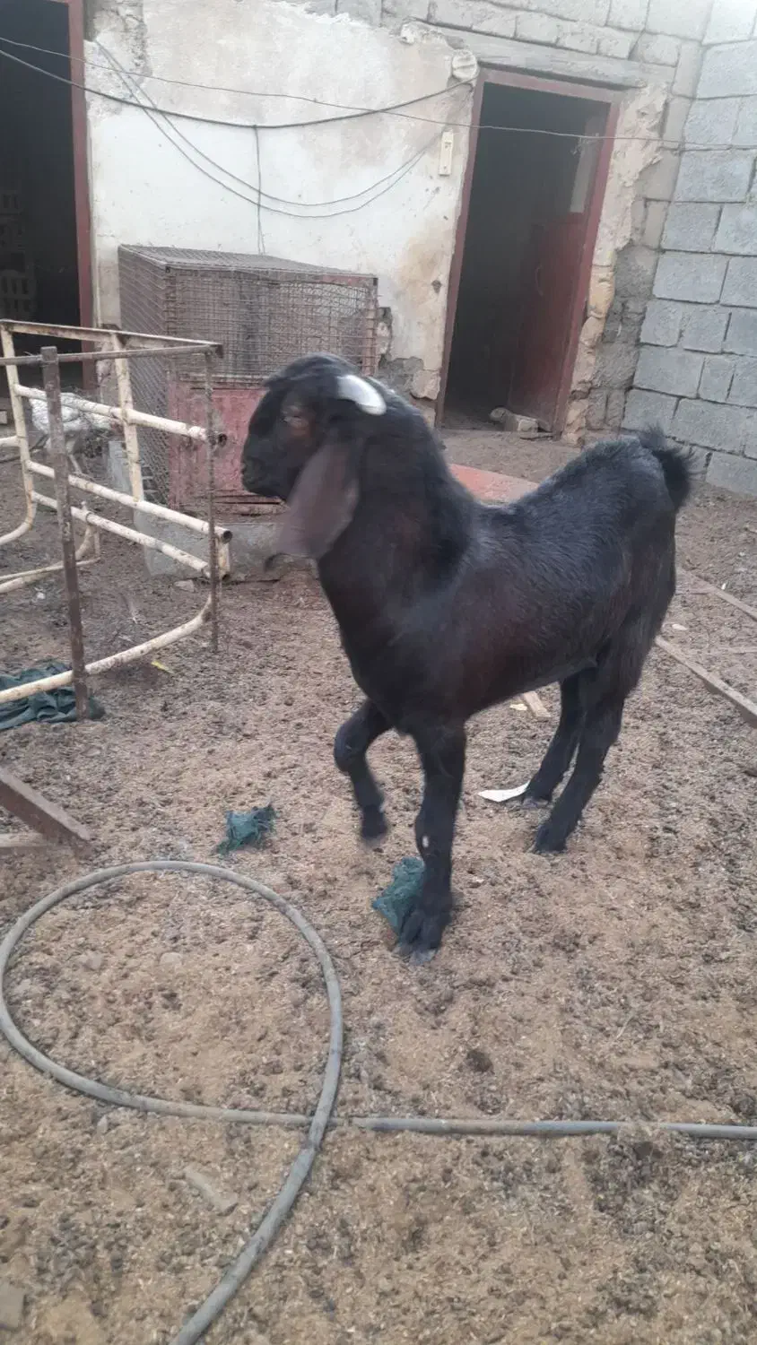 بز نر وماده در رودان|حیوانات مزرعه|رودان, |دیوار