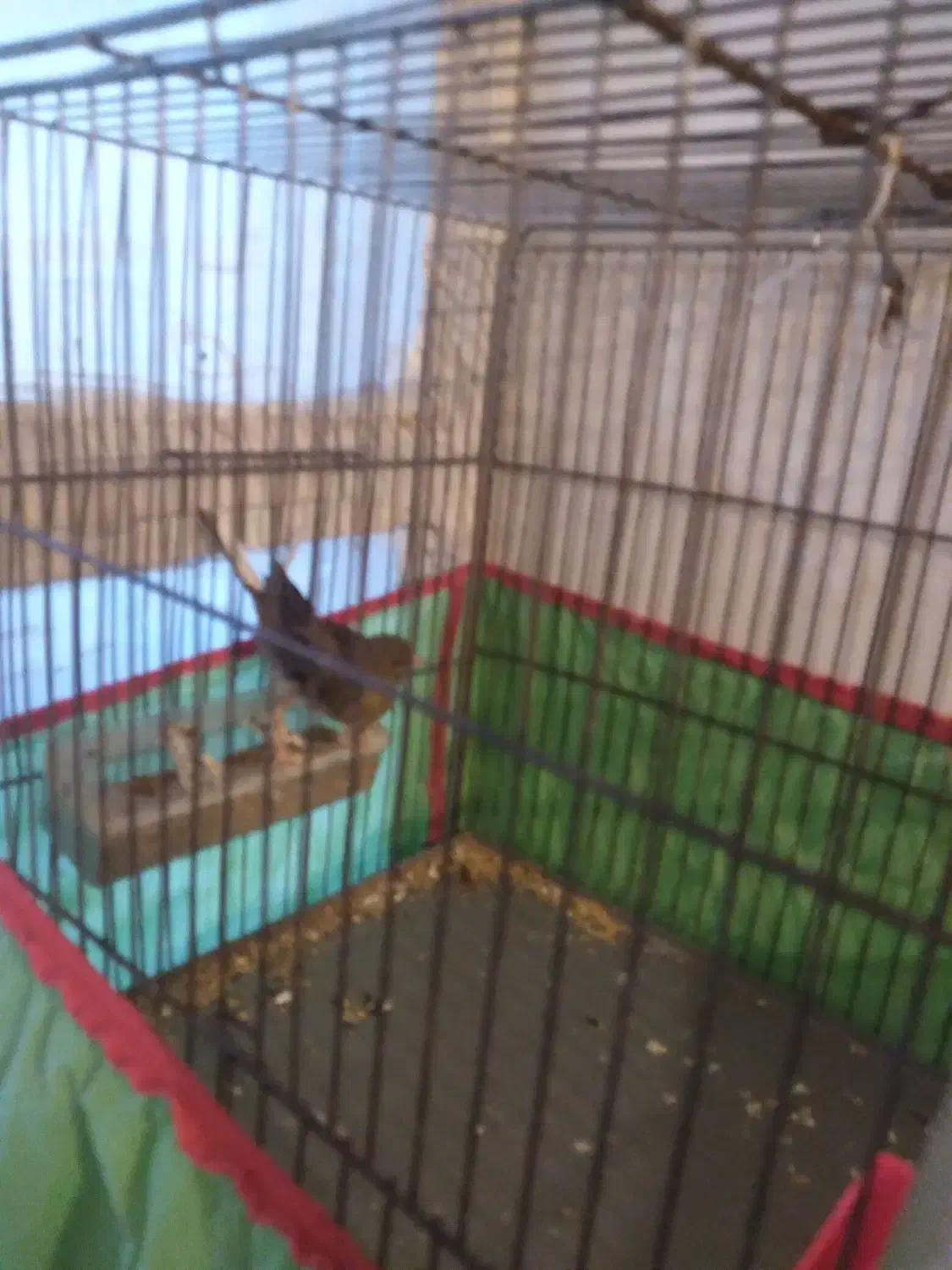 قناری ماده|پرنده|ماهان, |دیوار