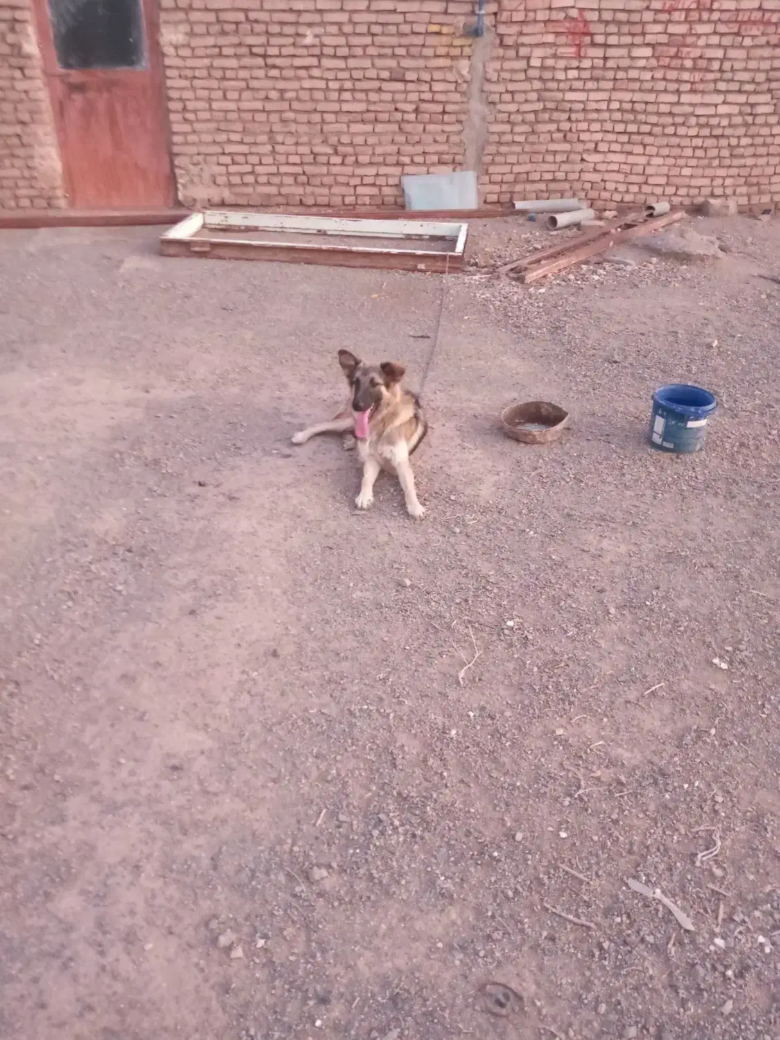 سگ گمشده|حیوانات|جلگه ماژان, |دیوار