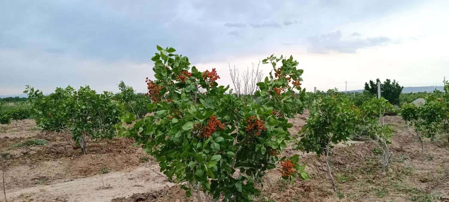 فروش زمین ۷۰۰ متری|فروش زمین و ملک کلنگی|ایلخچی, |دیوار