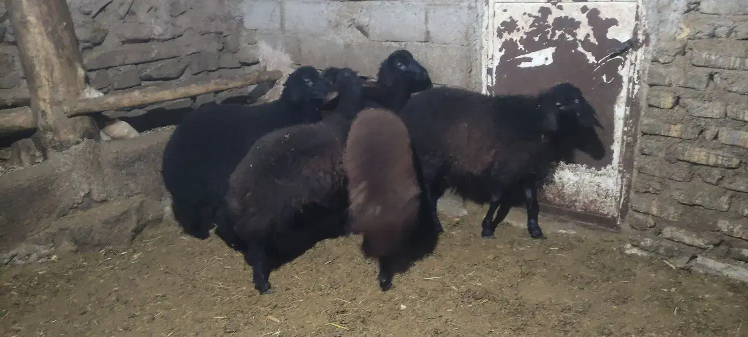 بره نر چاق|حیوانات مزرعه|زنجان, |دیوار