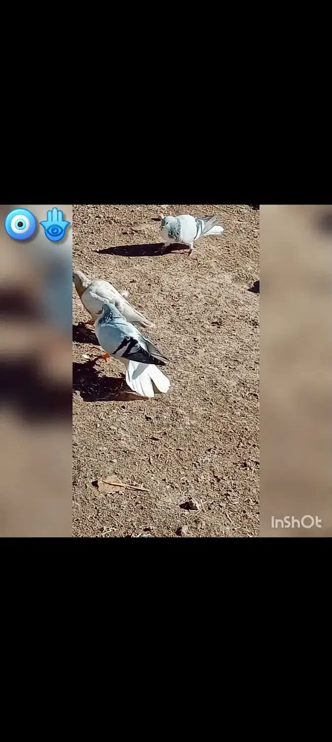 ۳ تا بدرنگ روشن|پرنده|بوئین زهرا, |دیوار