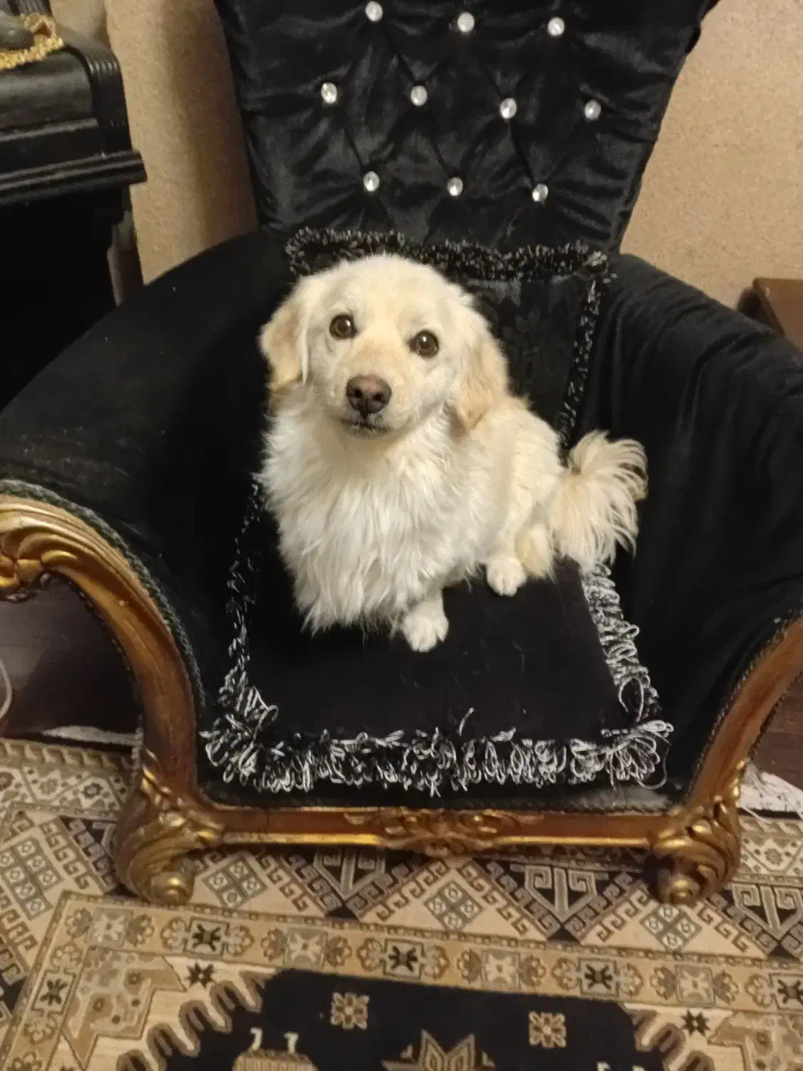 سگ پیداشده|سگ|تهران, نصرت|دیوار