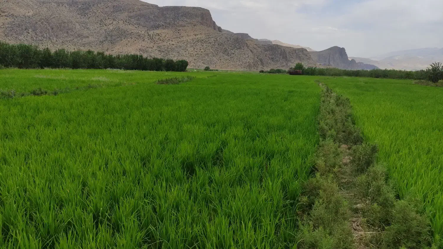 برنج چمپا|خوردنی و آشامیدنی|اصفهان, کوی امیریه|دیوار