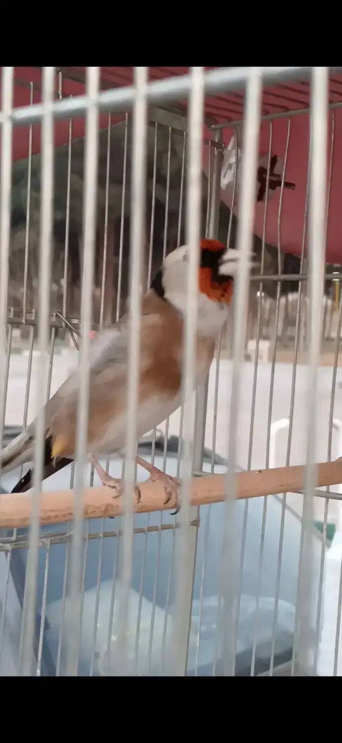 سهره عطیقه|پرنده|قرچک, زیبا شهر|دیوار