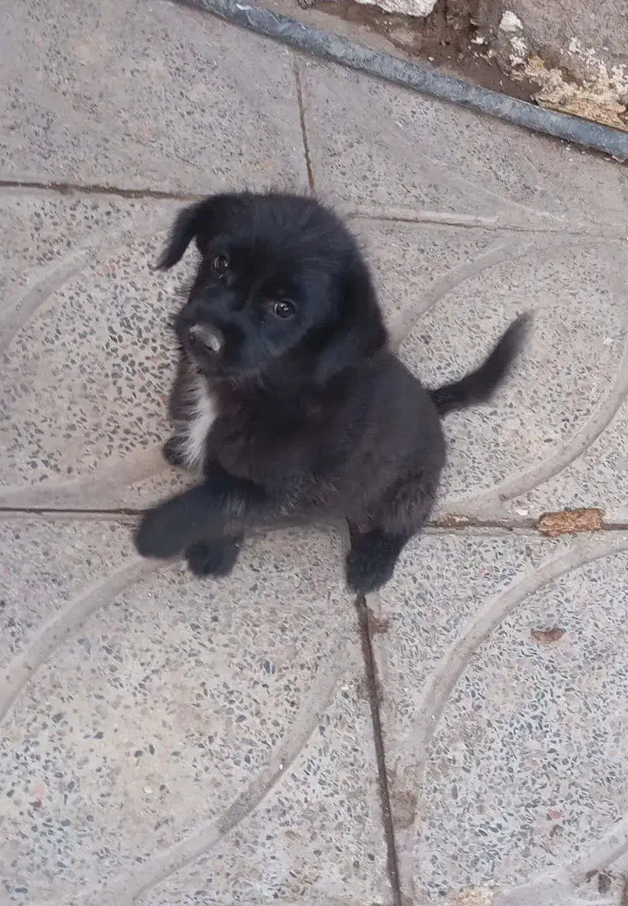 حیوانات|سگ|بم, |دیوار