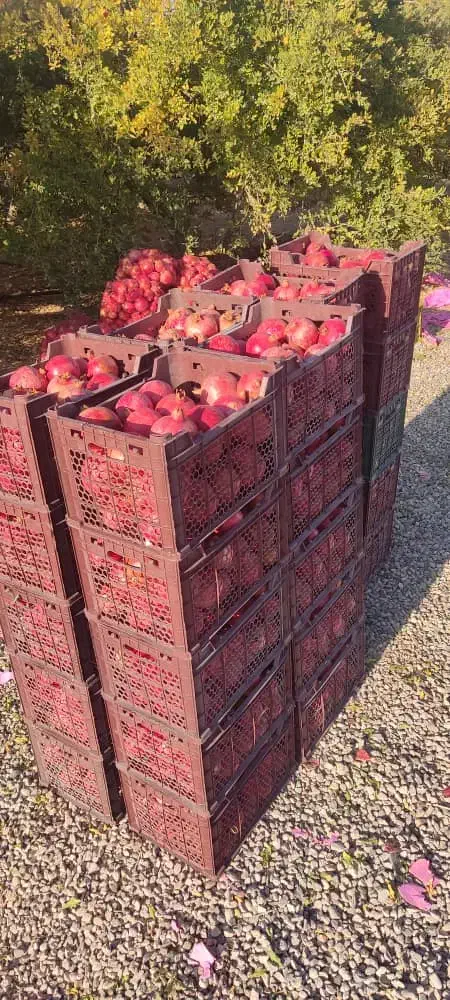 انار دانه یاقوتی|خوردنی و آشامیدنی|خرامه, |دیوار