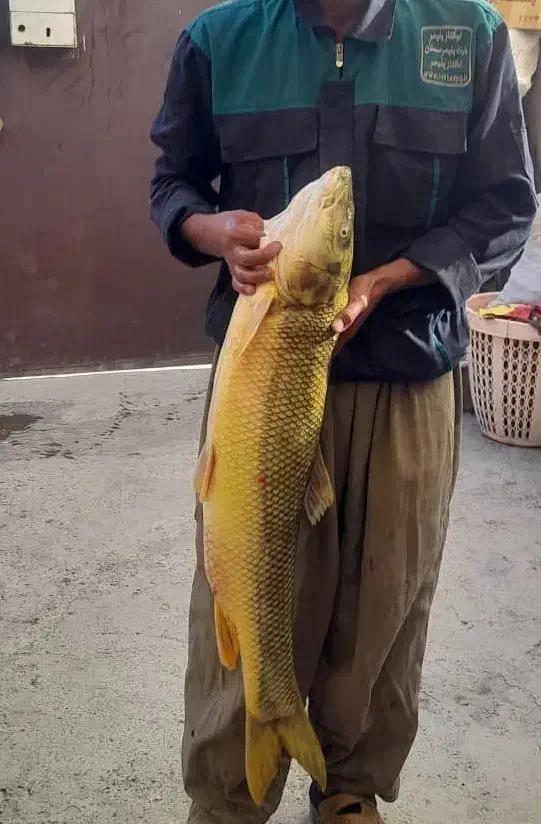 ماهی کردستان سد و رودخانه|ماهی|دیواندره, |دیوار