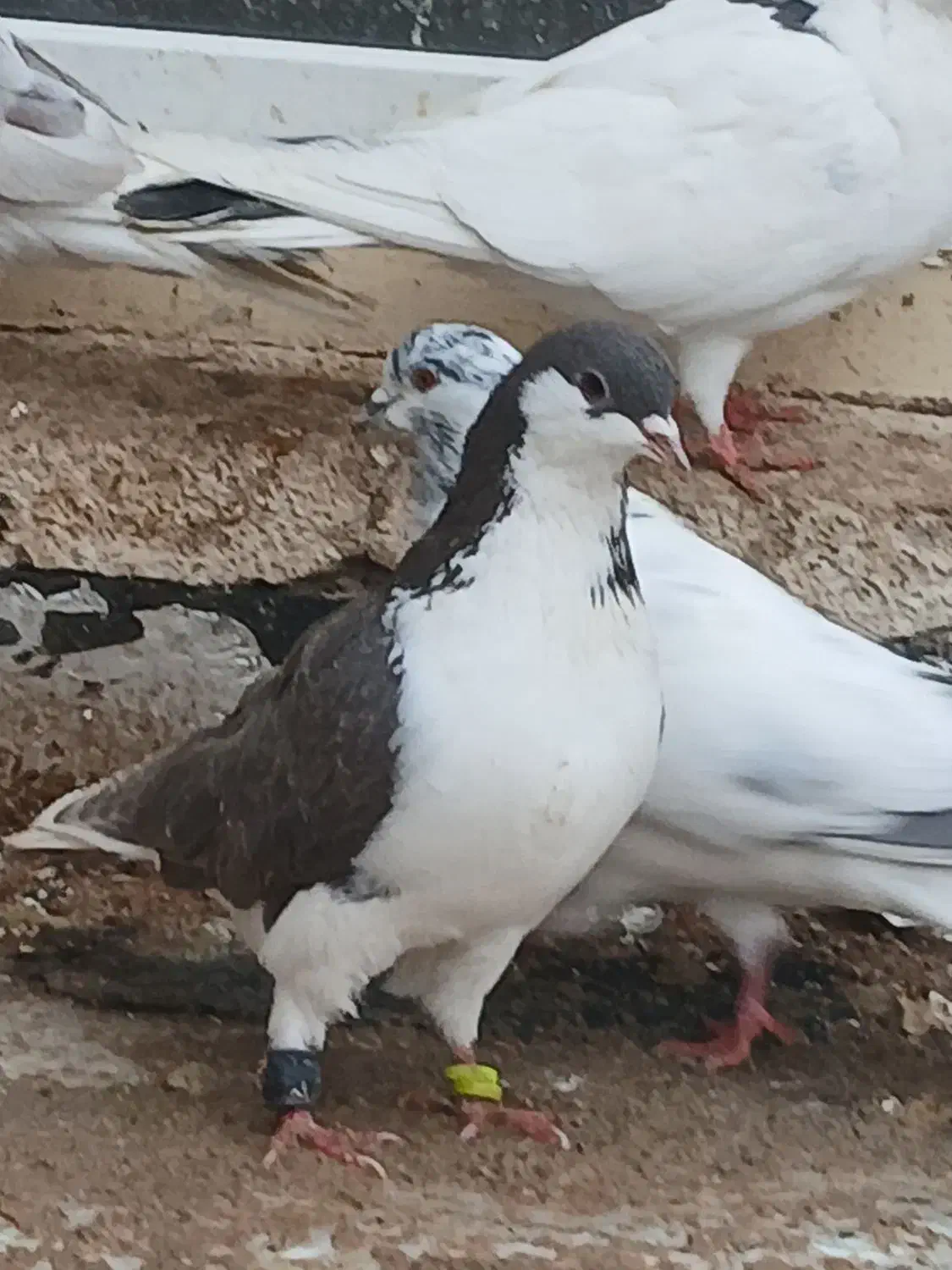 کبوتر بدرنگ و پرشی|پرنده|قیدار, |دیوار