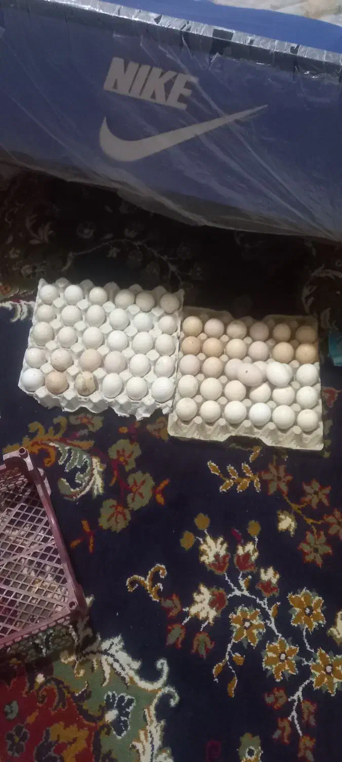 فروش تخم مرغ محلی|خوردنی و آشامیدنی|توکهور, |دیوار