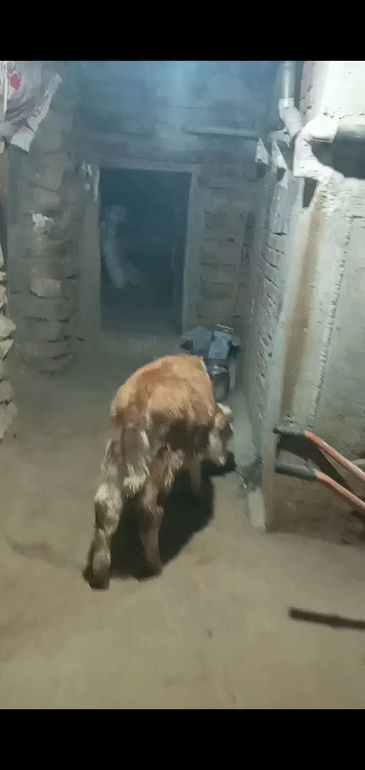 گوساله ماده|حیوانات مزرعه|سروآباد, |دیوار