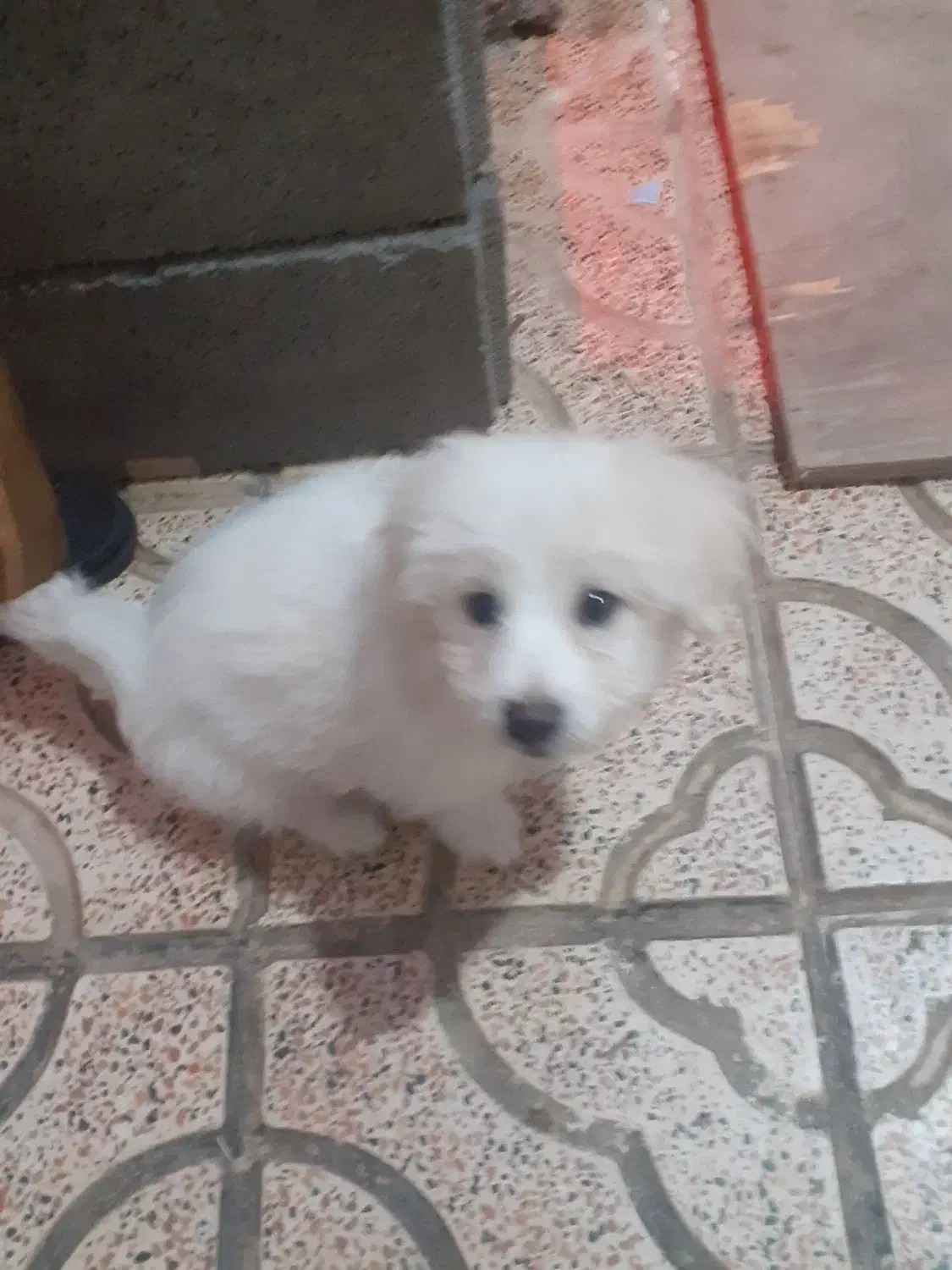 جفت نر و ماده نژاد اشپیتز|سگ|وحیدیه, |دیوار