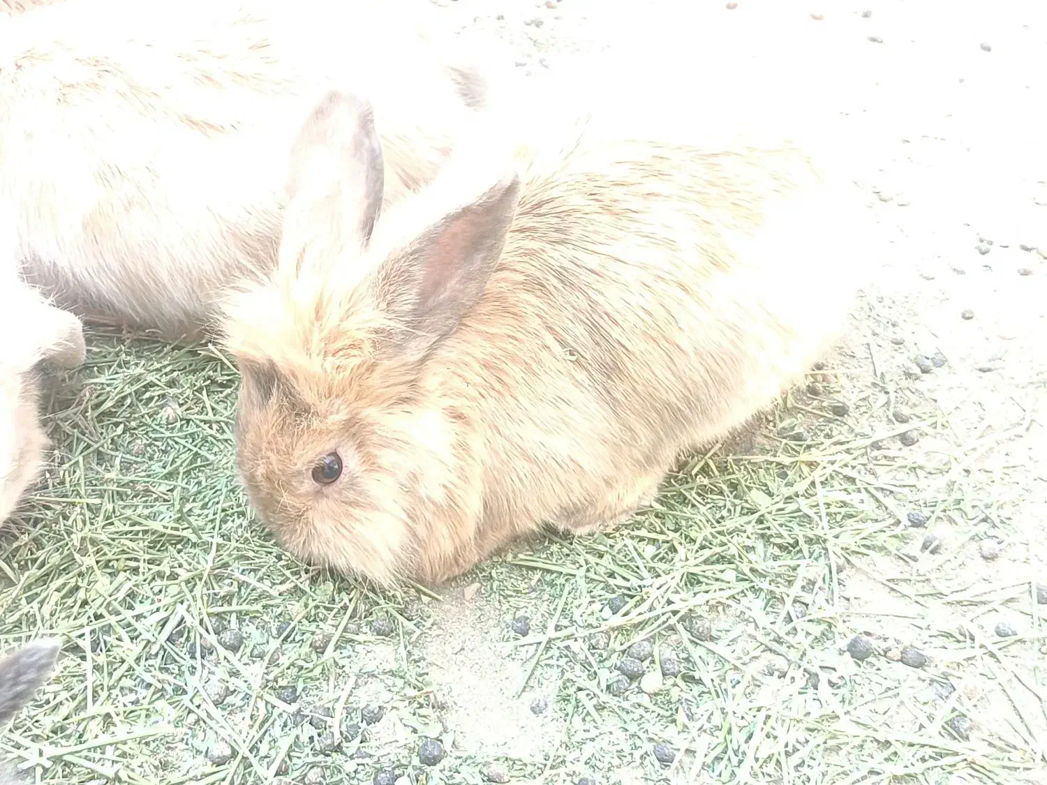 خرگوش مولد لپی هلندی|موش و خرگوش|رفسنجان, |دیوار