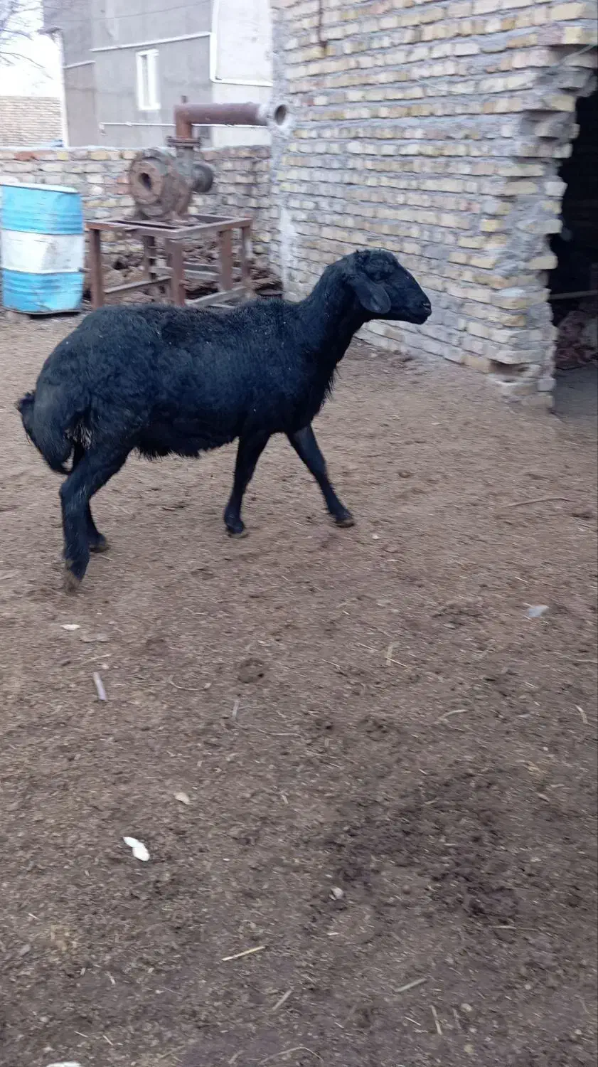 دو راس شیشک قوچ قره قزل لخت|حیوانات مزرعه|آوج, |دیوار